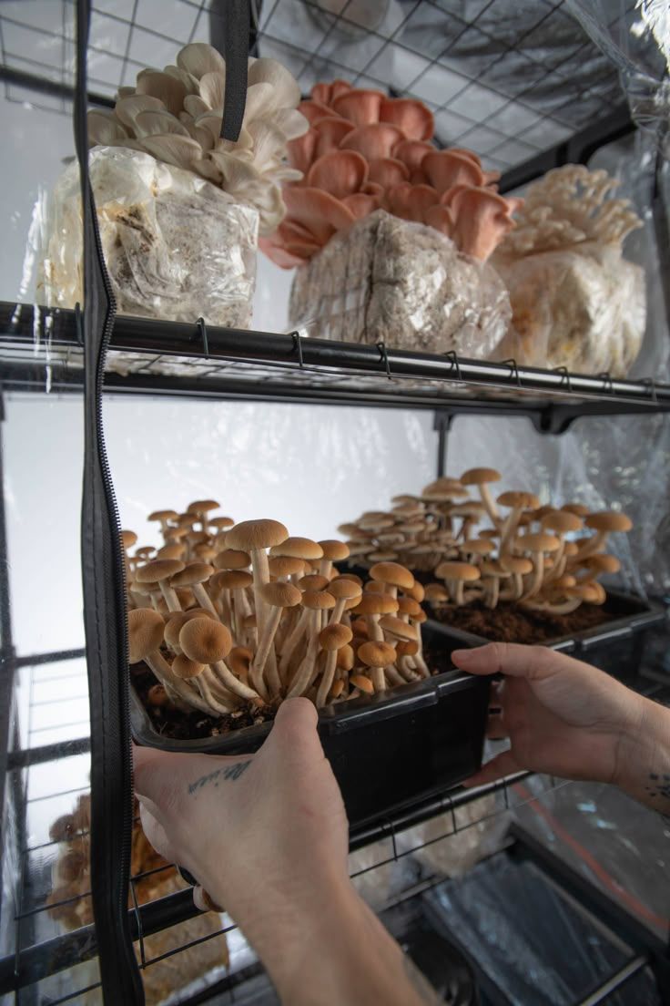 Mushroom Farming